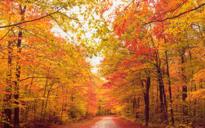 Autumn trees over dirt path in forest